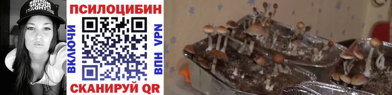 блэк спрут онион Гаджиево Псилоцибиновые грибы Psilocybe продажа наркотиков